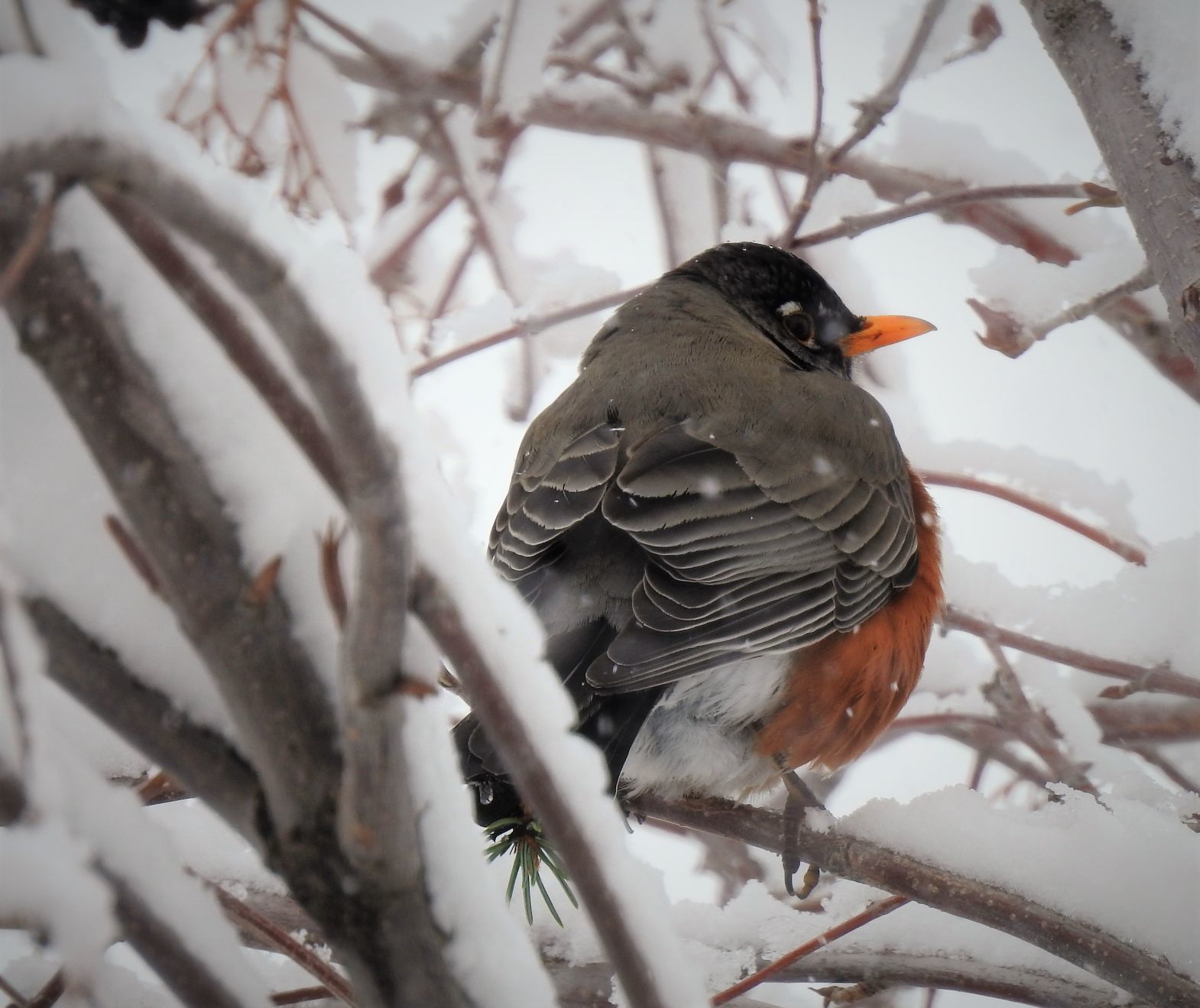 041219-nws-robin004.jpg